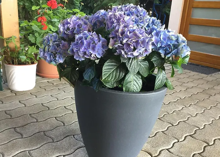 בית הארחה Cyrano Vendeghaz 3*